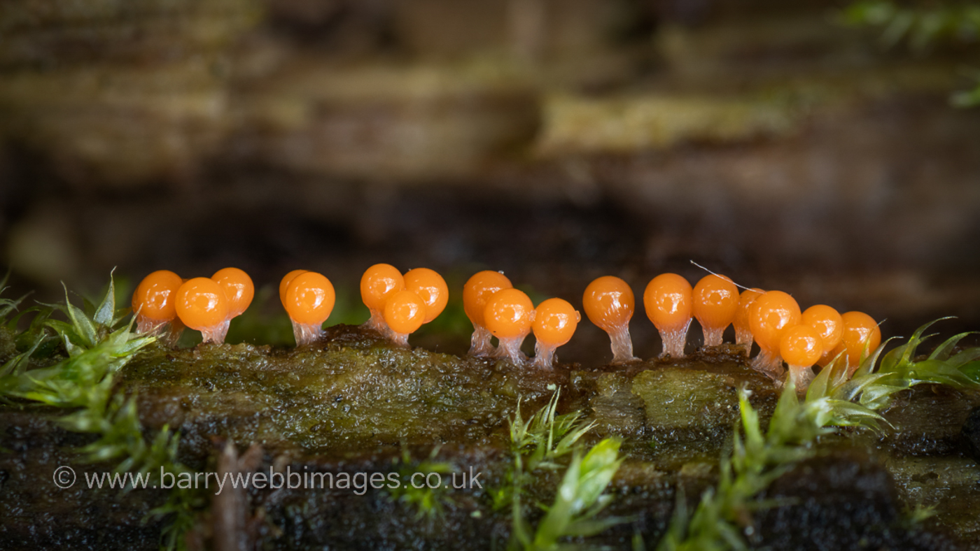 Photo © Barry Webb Hemitrichia serpula by Barry Webb